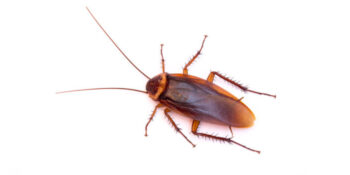 Exterminator Dr. 24 Hours Pest Control Exterminator